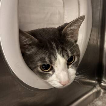Michi Antonio -  Domestic Medium Hair Cat for Adoption in Murray, Utah - Michi Antonio | PetCurious