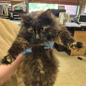 Domestic Long Hair Cats Available for Adoption in Birmingham, Alabama - North | PetCurious