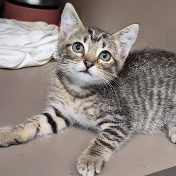 Wonder -  Domestic Short Hair Cat for Adoption in Hattiesburg, Mississippi - Wonder | PetCurious