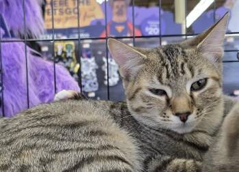 Rescue Domestic Short Hair Cats for Adoption in Baltimore, Maryland - Kitomi (Japanese Litter) | PetCurious