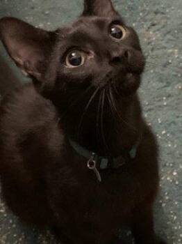 American Shorthair Cats Available for Adoption in Trenton, New Jersey - Mentos(Pinto) | PetCurious