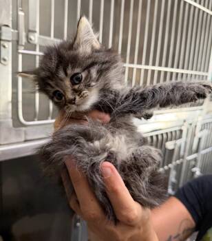 Blueberry Muffin -  Domestic Medium Hair Cat for Adoption in Pierceton, Indiana - Blueberry Muffin | PetCurious