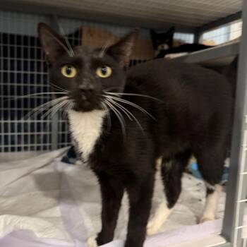 Hopscotch 2 -  Domestic Short Hair Cat for Adoption - Hopscotch 2 | PetCurious