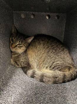 Domestic Short Hair Cats Available for Adoption in Daytona Beach, Florida - Conan | PetCurious