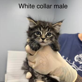 Filet Mignon -  Domestic Long Hair Cat for Adoption in Watertown, New York - Filet Mignon | PetCurious