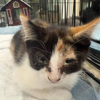 WAGS-Stray-23095 -  Domestic Medium Hair Cat for Adoption in Westminster, California - WAGS-Stray-23095 | PetCurious