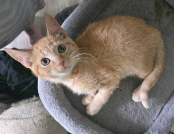 TYLER -  Domestic Short Hair Cat for Adoption in Chicago Ridge, Illinois - TYLER | PetCurious