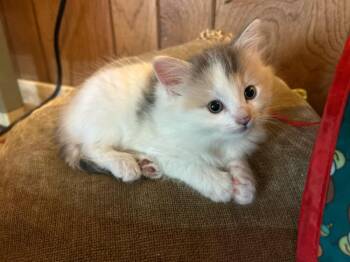 Domestic Short Hair Cats Available for Adoption in East Hartford, Connecticut - Kim | PetCurious