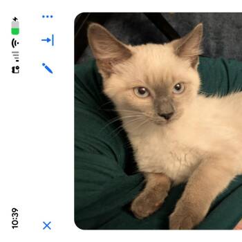 Esther -  Siamese Cat for Adoption - Esther | PetCurious