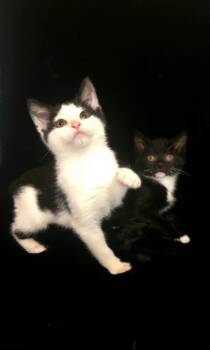 Armani -  Munchkin and Persian Cat for Adoption in Miami, Oklahoma - Armani | PetCurious