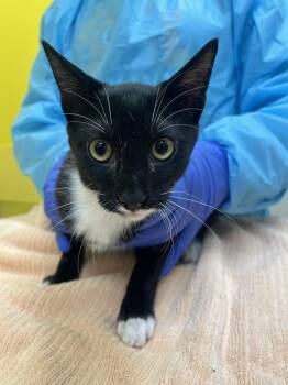 Elvis -  Domestic Short Hair Cat for Adoption in Raleigh, North Carolina - Elvis | PetCurious
