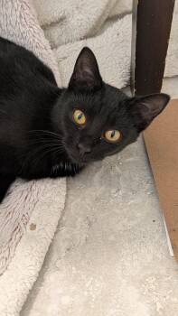 Rescue Bombay and Domestic Short Hair Cats for Adoption in Wilmington, North Carolina - Lil Ruthie | PetCurious