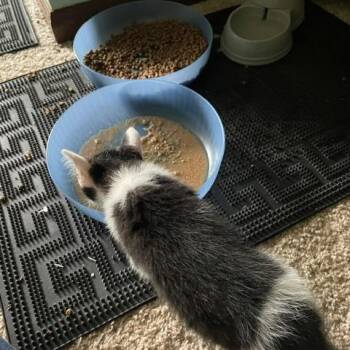 Kow C12090 -  Domestic Short Hair Cat for Adoption - Kow C12090 | PetCurious