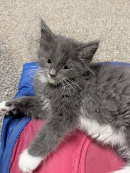 Rescue Domestic Medium Hair Cats for Adoption - Barnabas | PetCurious