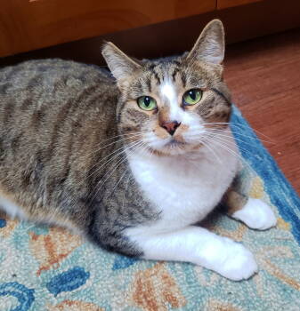 Rescue Tabby and Domestic Short Hair Cats for Adoption in Hillsboro, Oregon - TONY #1768 - Offered By Owner - Young In/out | PetCurious