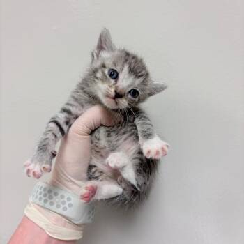 West -  Domestic Short Hair Cat for Adoption in Reno, Nevada - West | PetCurious