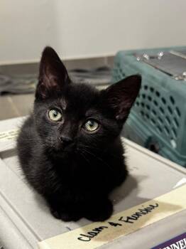 Clam -  Domestic Short Hair Cat for Adoption in Los Angeles, California - Clam | PetCurious