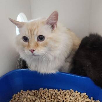 Big Boy -  Domestic Medium Hair Cat for Adoption in Kingman, Arizona - Big Boy | PetCurious
