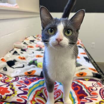 Domestic Short Hair Cats Available for Adoption in Salisbury, North Carolina - Angel Fish | PetCurious