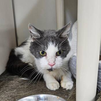 Albert -  Domestic Short Hair Cat for Adoption in Ridgely, Maryland - Albert | PetCurious