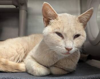 Rescue Domestic Short Hair Cats for Adoption in Springfield, Illinois - Triceratops | PetCurious