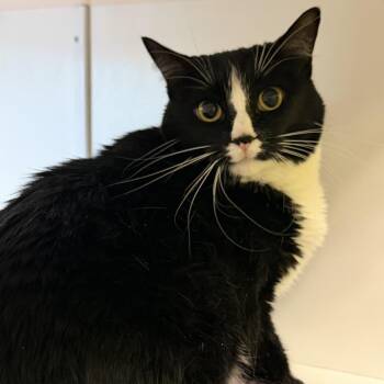 Harriet -  Domestic Short Hair Cat for Adoption in Temecula, California - Harriet | PetCurious