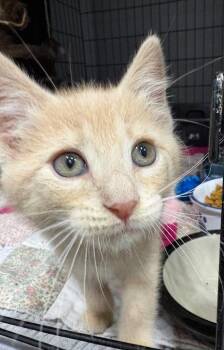 Alvin -  Domestic Short Hair Cat for Adoption in Kell, Illinois - Alvin | PetCurious