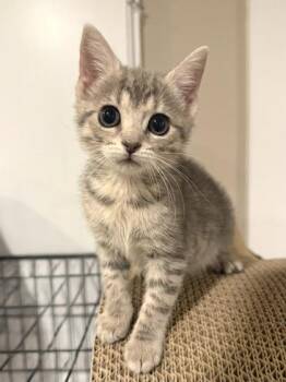Ms. Vickies -  Domestic Short Hair Cat for Adoption in West Chester, Pennsylvania - Ms. Vickies | PetCurious