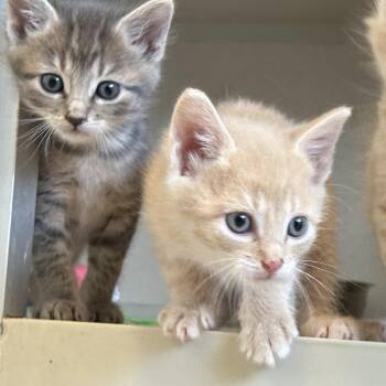 La Boca -  Domestic Short Hair Cat for Adoption in Durango, Colorado - La Boca | PetCurious