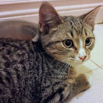 Xander -  Domestic Short Hair Cat for Adoption in Toronto, Ontario - Xander | PetCurious