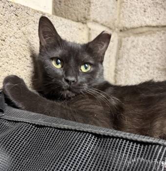 Domestic Short Hair Cats Available for Adoption in Maple Shade, New Jersey - Teelah | PetCurious