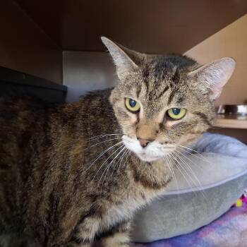 Jax -  Domestic Medium Hair Cat for Adoption in Middlebury, Vermont - Jax | PetCurious