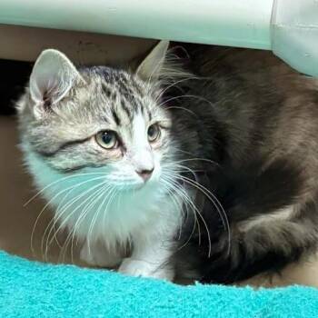 Starlight -  Domestic Long Hair Cat for Adoption in Springfield, Illinois - Starlight | PetCurious