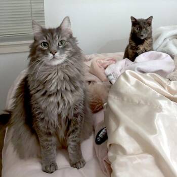 Domestic Long Hair Cats Available for Adoption - Johnson | PetCurious