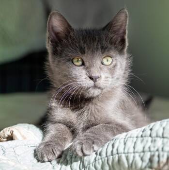 Waffle -  Domestic Medium Hair Cat for Adoption in Tyler, Texas - Waffle | PetCurious