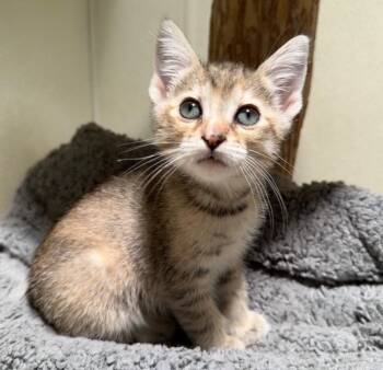 Natasha -  Domestic Short Hair Cat for Adoption in Cambria, California - Natasha | PetCurious