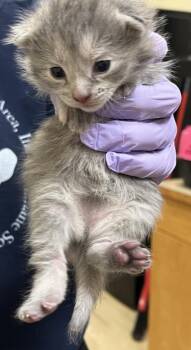 Domestic Short Hair Cats Available for Adoption in West Chester, Pennsylvania - Smog | PetCurious