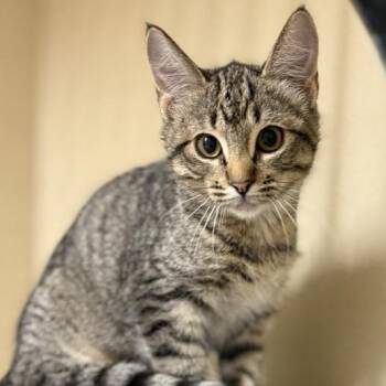 Jade -  Domestic Short Hair Cat for Adoption in Colorado Springs, Colorado - Jade | PetCurious