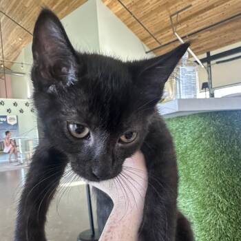Baby blue -  Domestic Long Hair Cat for Adoption in Leander, Texas - Baby Blue | PetCurious