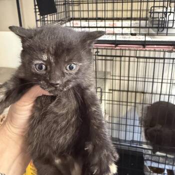 Scallop -  Domestic Short Hair Cat Available for Adoption in Pennsville Township, New Jersey - Scallop | PetCurious