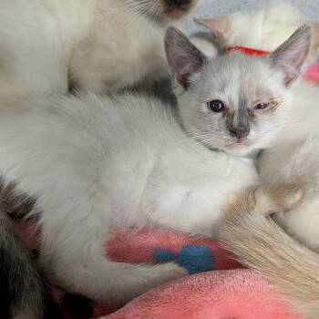Veda-Grey -  Domestic Short Hair Cat for Adoption in Greenville, Pennsylvania - Veda-Grey | PetCurious
