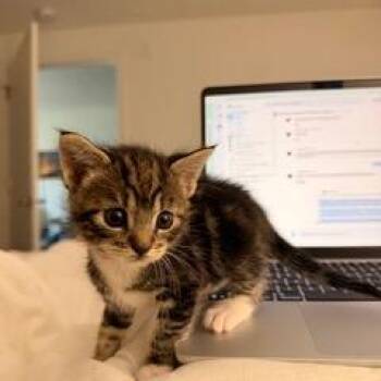 Rodeo -  Domestic Short Hair Cat for Adoption in Pleasant Hill, California - Rodeo | PetCurious