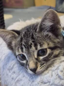 Domestic Short Hair Cats Available for Adoption - Connor Bedard | PetCurious