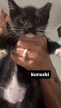 Korashi -  Domestic Short Hair Cat for Adoption in Clarksville, Tennessee - Korashi | PetCurious
