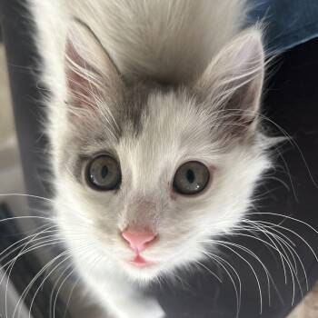 Rescue Domestic Medium Hair Cats for Adoption in Lilburn, Georgia - Pearl | PetCurious