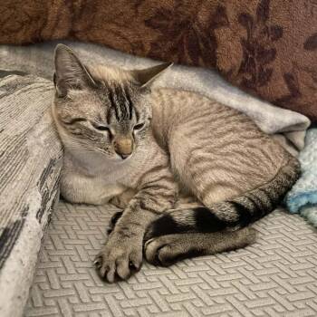 Siamese and Domestic Short Hair Cats Available for Adoption - Imelda | PetCurious