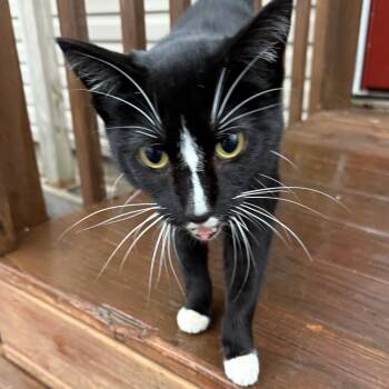 Rescue Domestic Short Hair Cats for Adoption in Rochester, Minnesota - Pepe | PetCurious