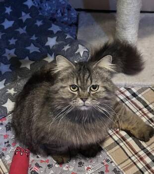 Persian Cats Available for Adoption - Sylvester | PetCurious
