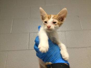 Domestic Short Hair Cats Available for Adoption in Thousand Palms, California - A1917868 | PetCurious