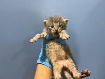 RAINBOW -  Domestic Short Hair Cat for Adoption in San Bernardino, California - RAINBOW | PetCurious